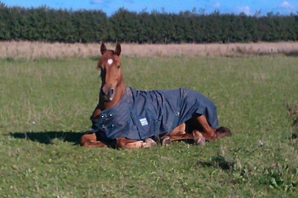 Anden særlig race Theo billede 9