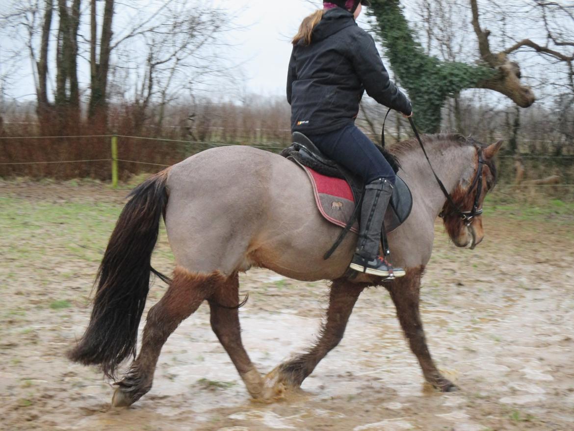 Anden særlig race Felix - Træning med felix og min lillesøter i regnvejr  billede 13