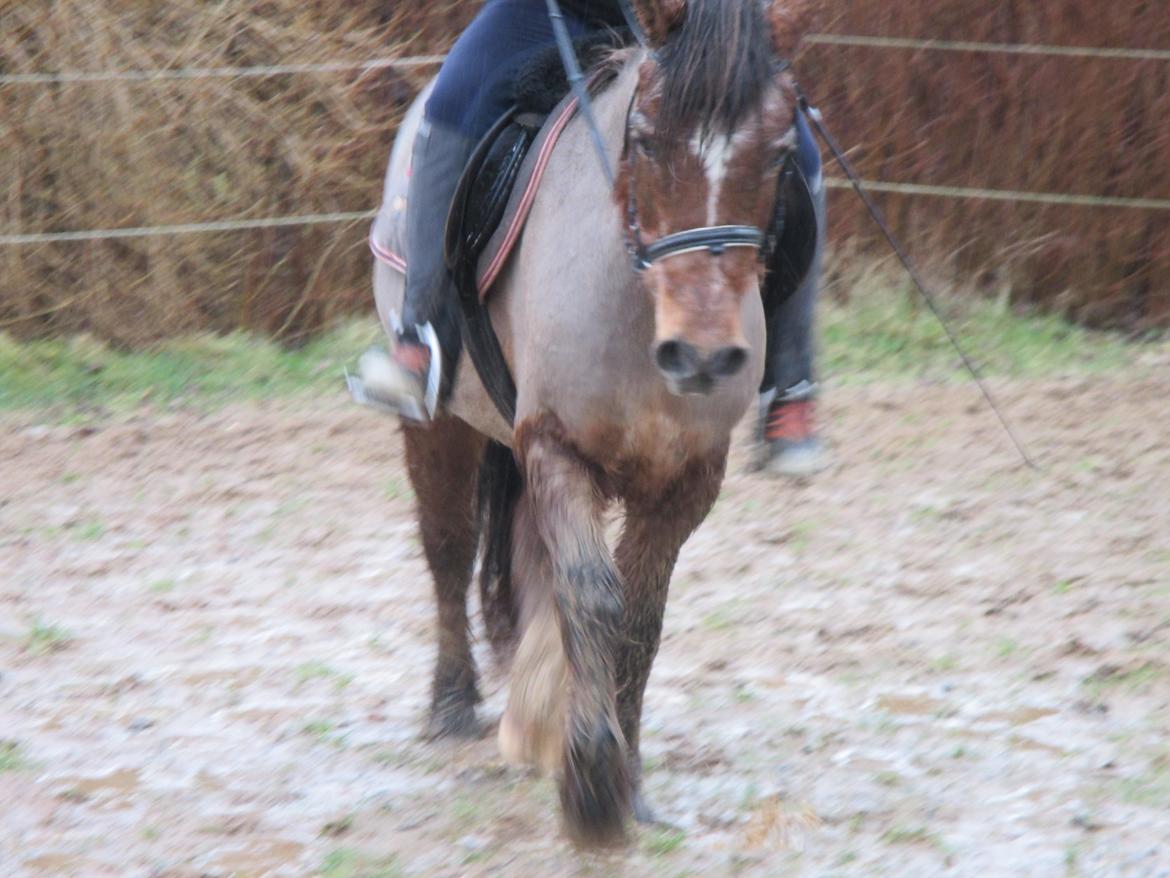 Anden særlig race Felix billede 15