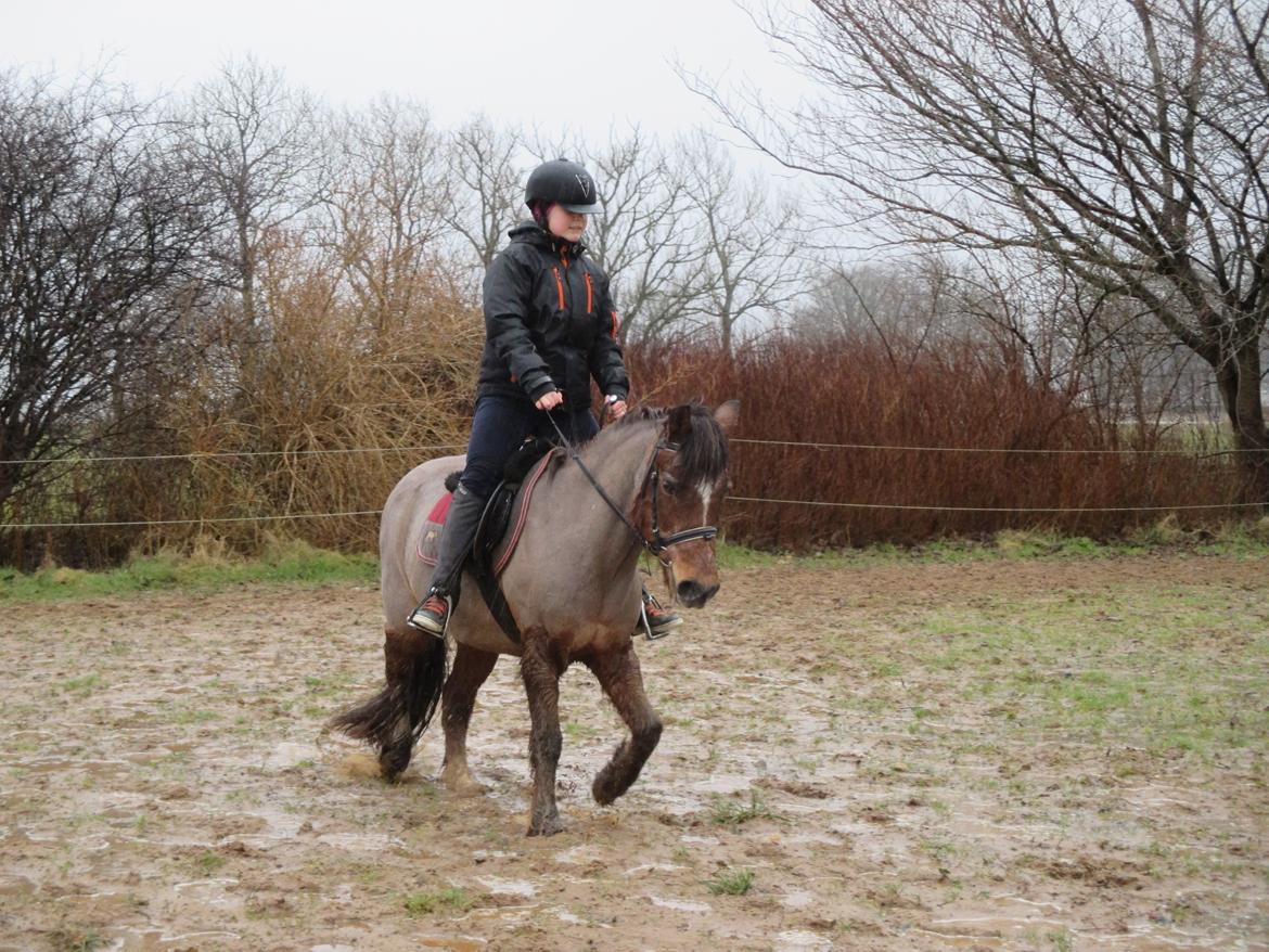 Anden særlig race Felix billede 17