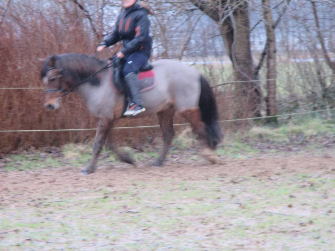 Anden særlig race Felix billede 18