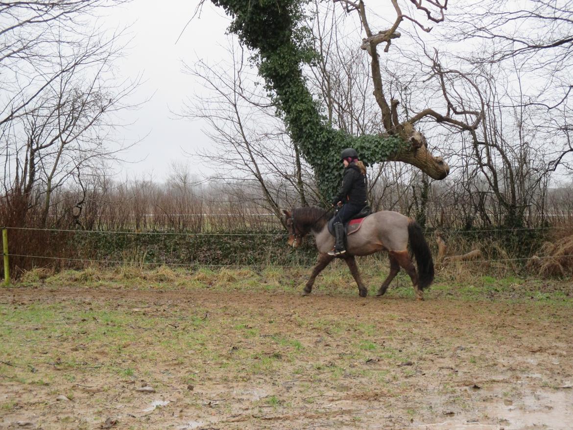 Anden særlig race Felix billede 16