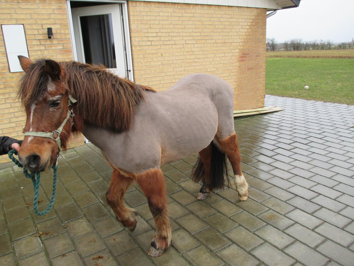 Anden særlig race Felix - Felix efter han lige er blevet klippet billede 19