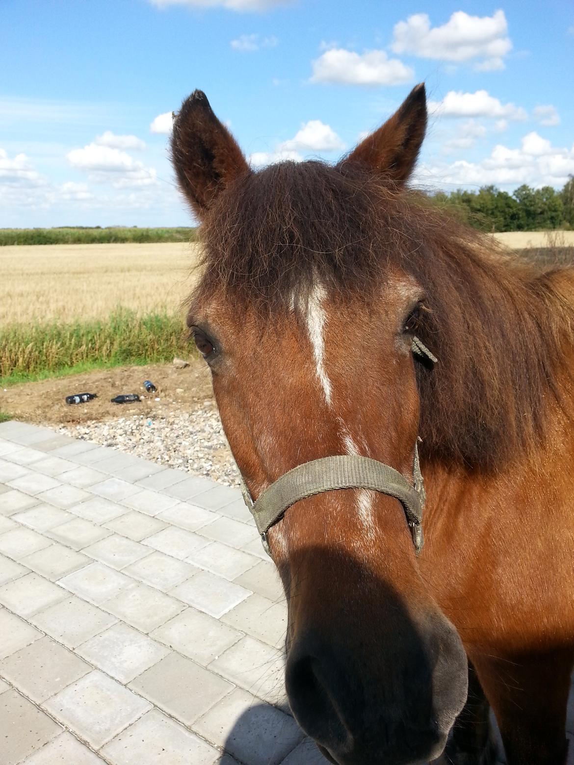 Anden særlig race Felix - Hej og Velkommen til Felix´s profil billede 1