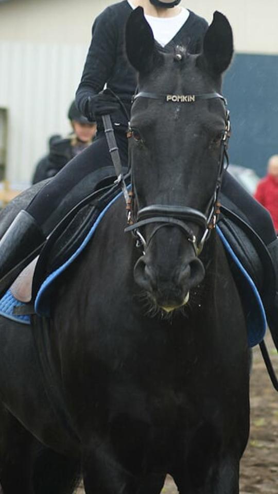 Anden særlig race  Pomkin billede 1