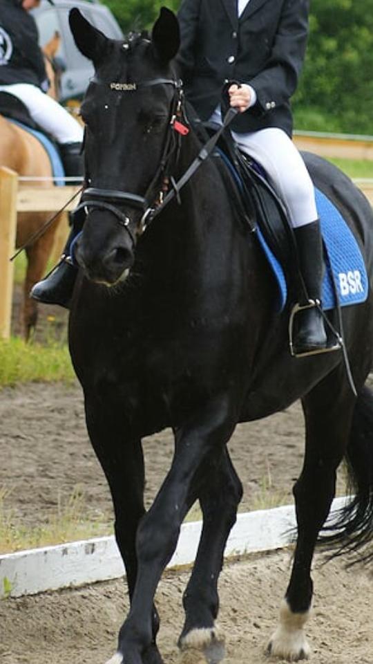 Anden særlig race  Pomkin billede 3