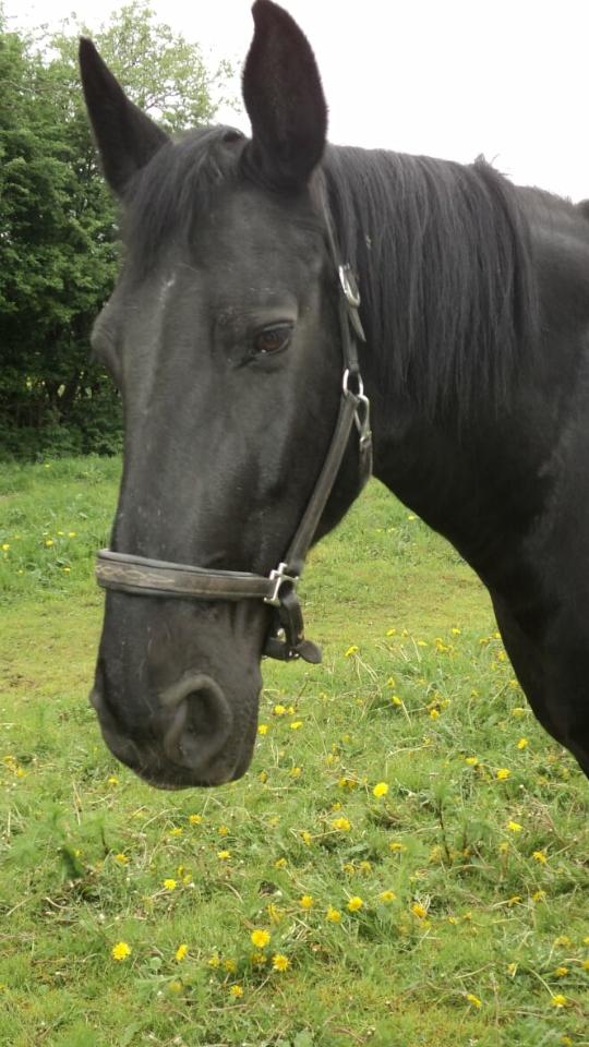 Anden særlig race  Pomkin billede 4