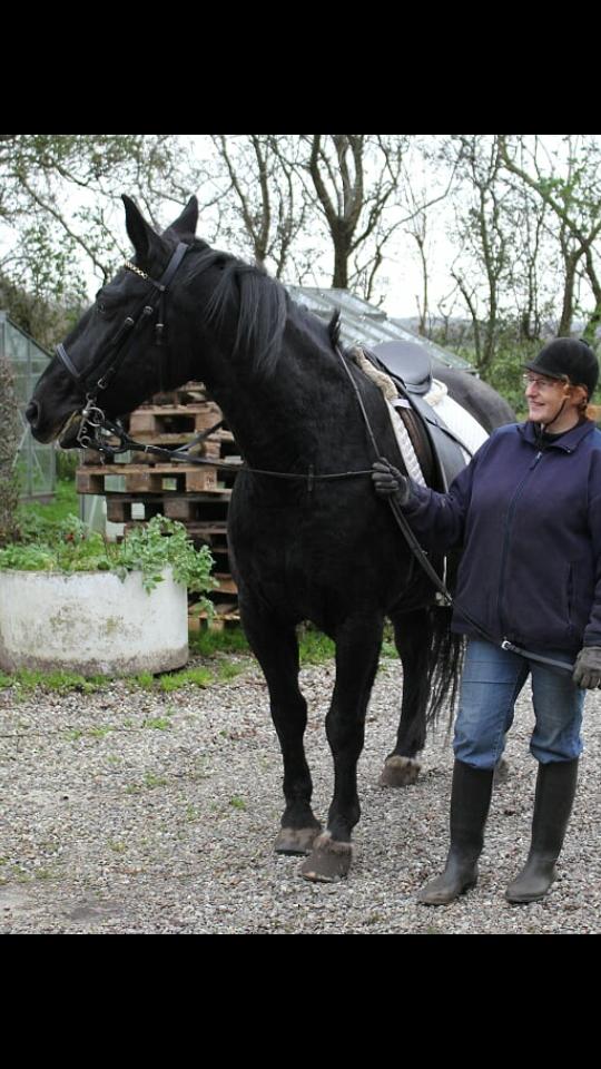Anden særlig race  Pomkin billede 5