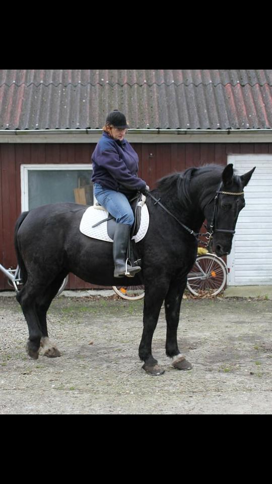 Anden særlig race  Pomkin billede 8