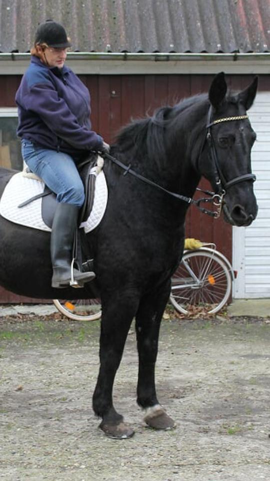 Anden særlig race  Pomkin billede 9