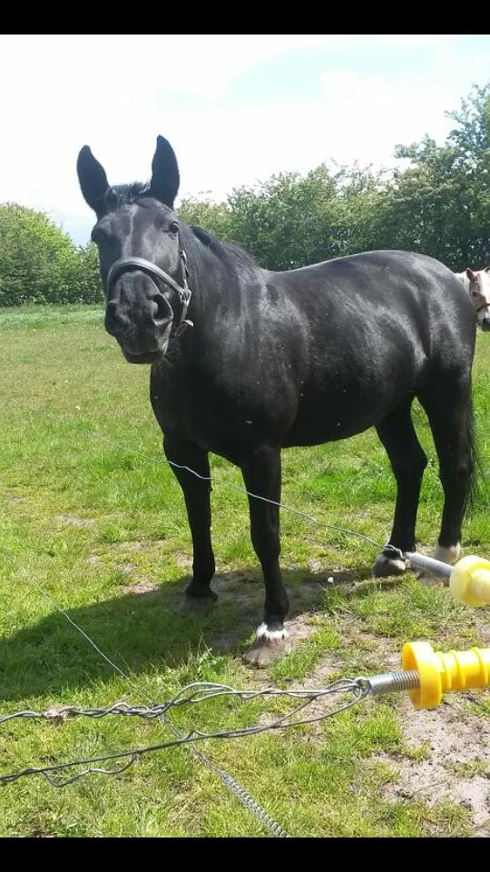 Anden særlig race  Pomkin billede 10