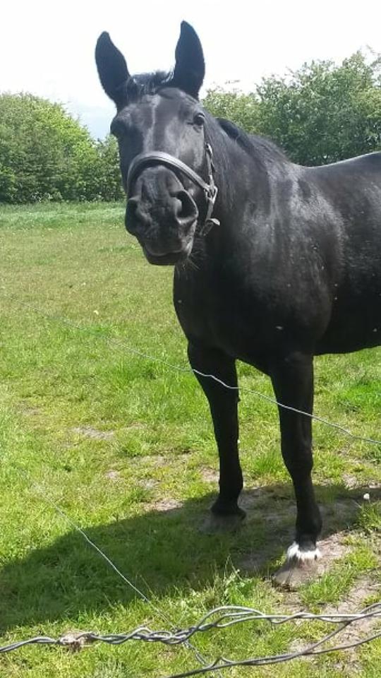 Anden særlig race  Pomkin billede 11