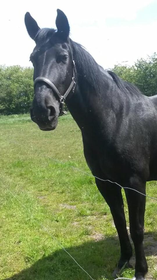 Anden særlig race  Pomkin billede 12