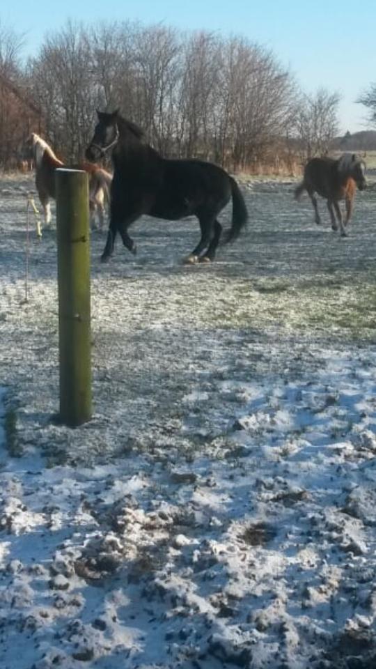 Anden særlig race  Pomkin billede 14