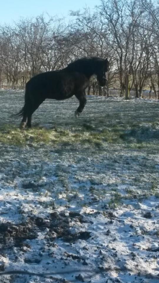Anden særlig race  Pomkin billede 15