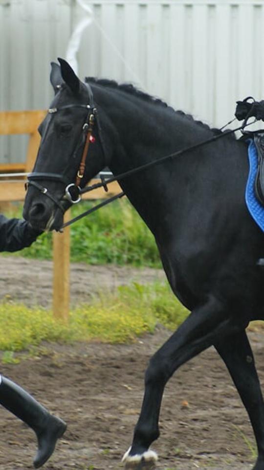Anden særlig race  Pomkin billede 16