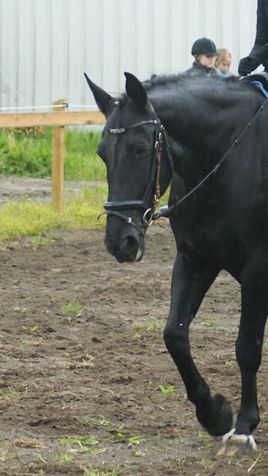 Anden særlig race  Pomkin billede 17