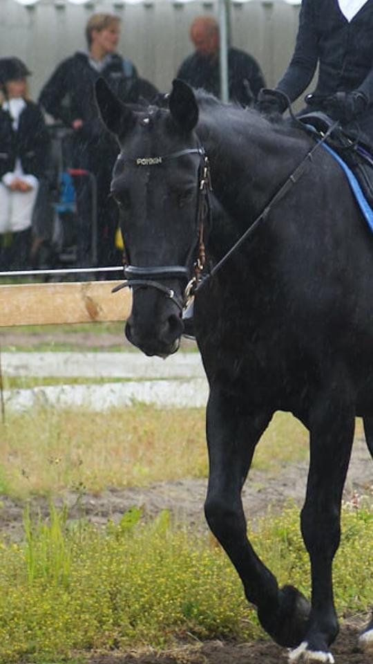 Anden særlig race  Pomkin billede 19