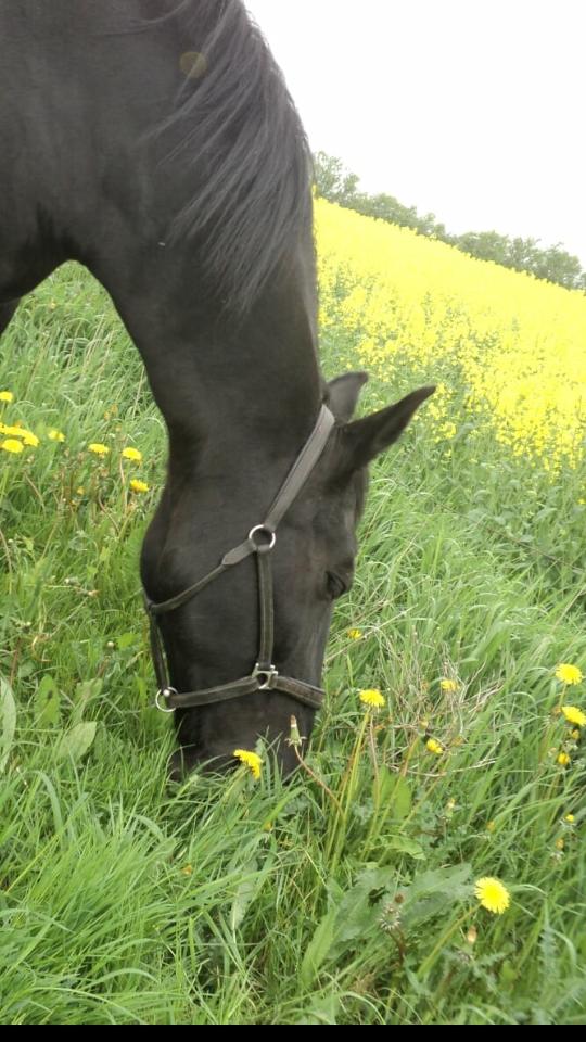 Anden særlig race  Pomkin billede 20