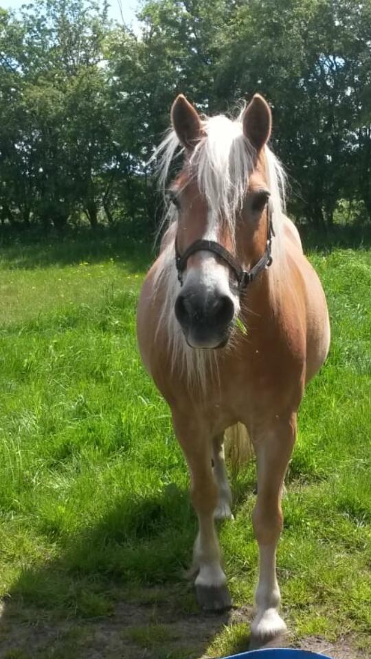 Haflinger czarina billede 2