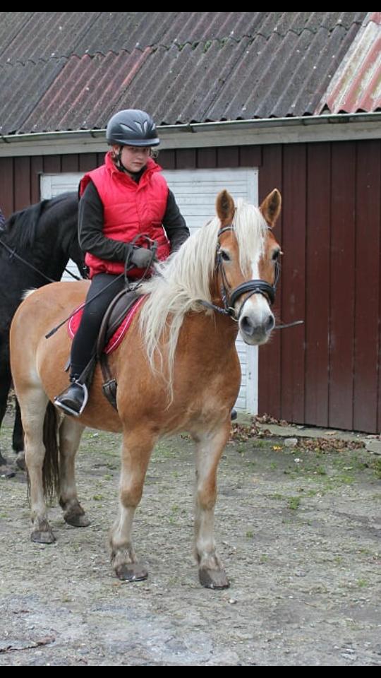 Haflinger czarina billede 10