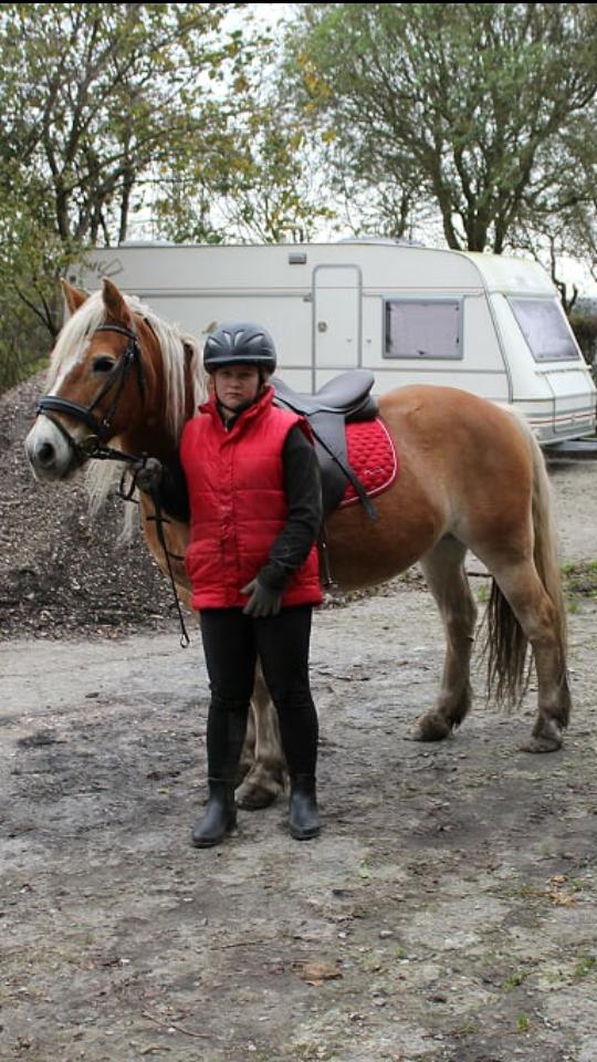 Haflinger czarina billede 12