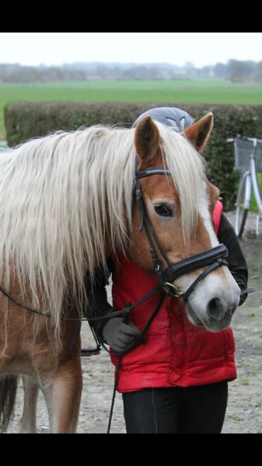 Haflinger czarina billede 14