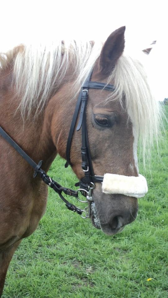 Haflinger Isabel billede 5