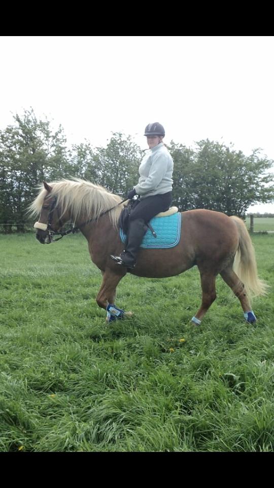 Haflinger Isabel billede 9