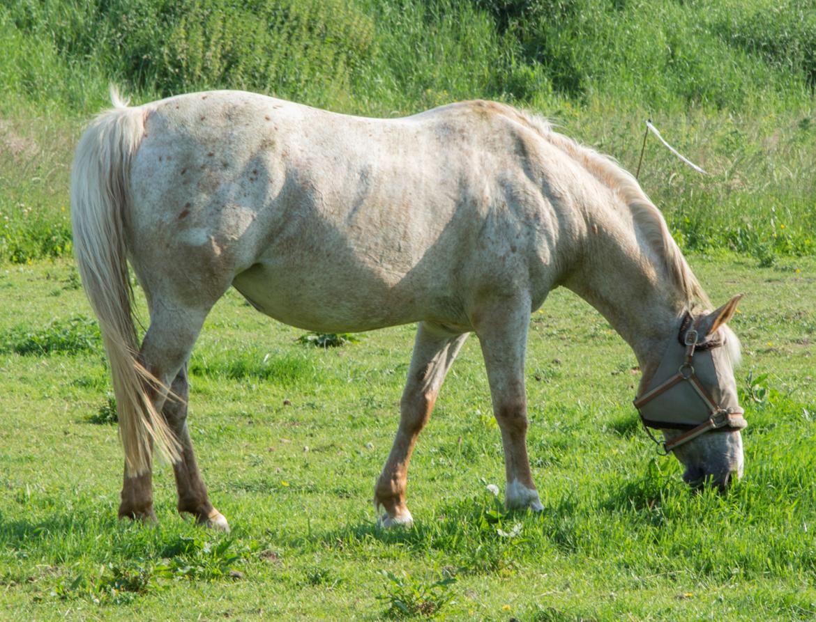 Anden særlig race Athene - sommer 2015 billede 8