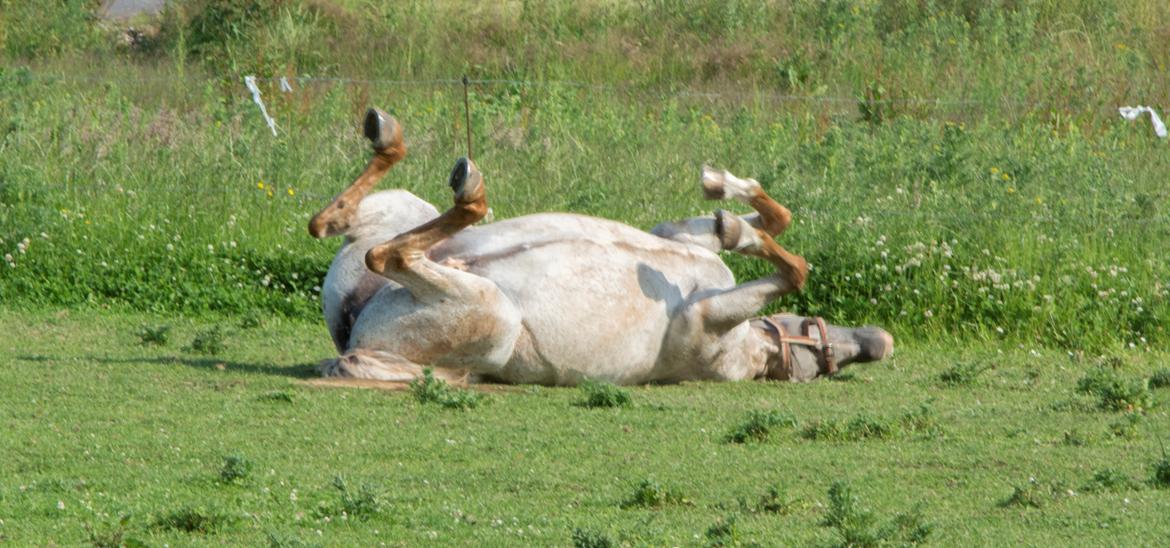 Anden særlig race Athene - sommer 2015 billede 7