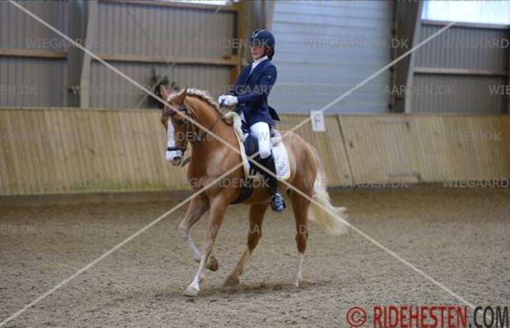 Tysk Sportspony DE VITO A-PONY - Landsstævne i Sundeved billede 4