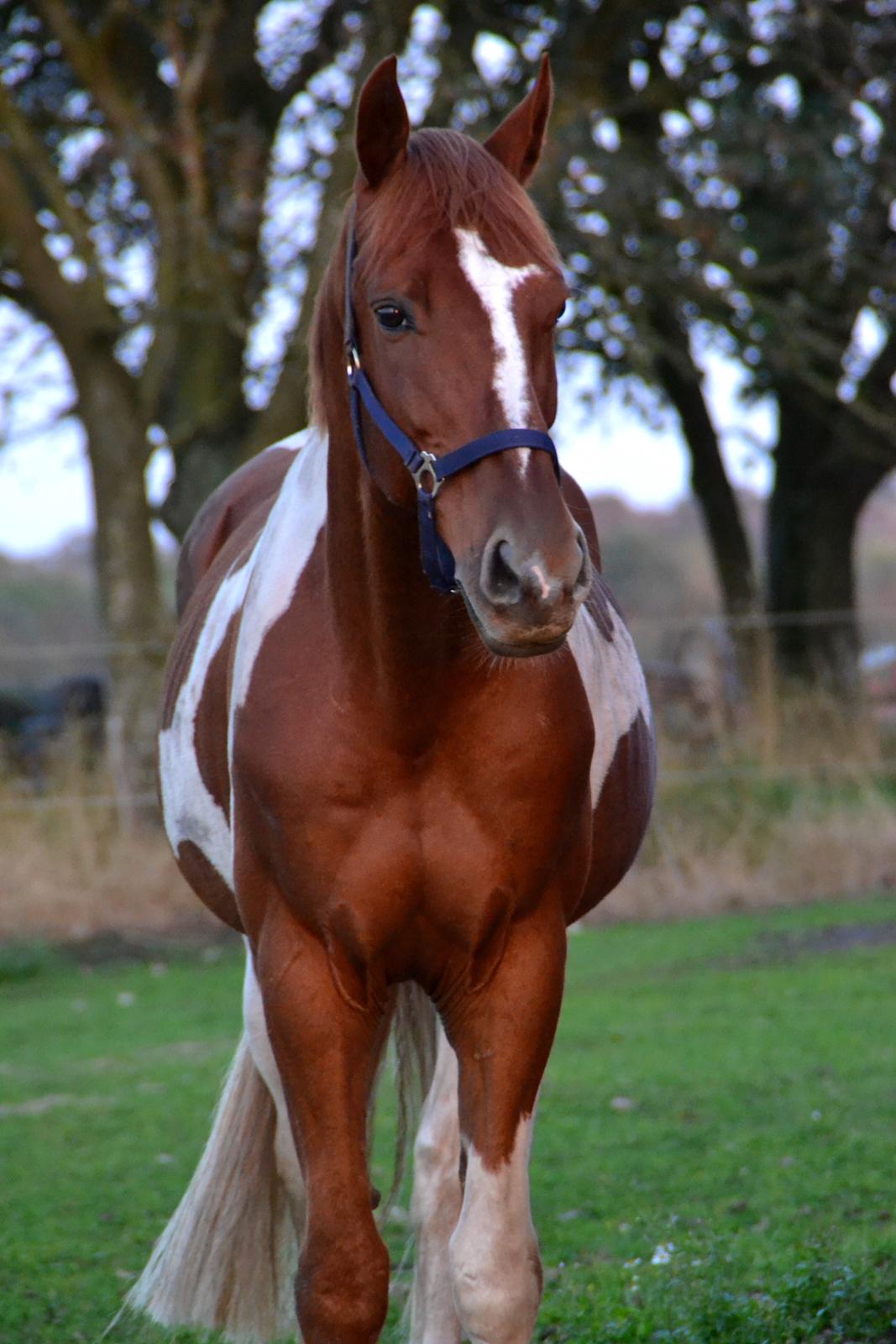 Pinto Hedens maki [HIMELHEST] billede 10