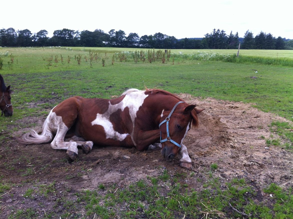 Pinto Hedens maki [HIMELHEST] billede 17