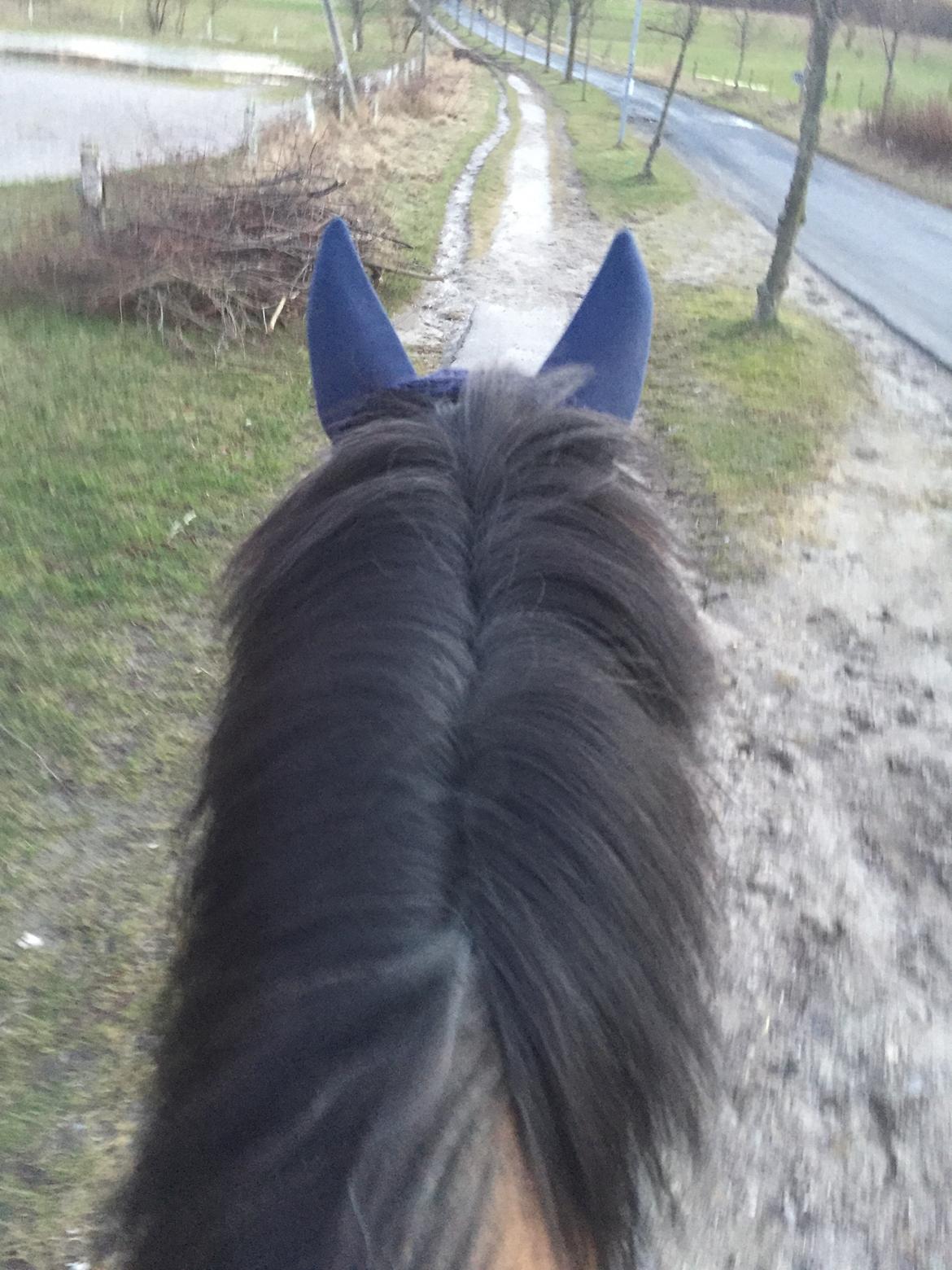 Anden særlig race Cola billede 2