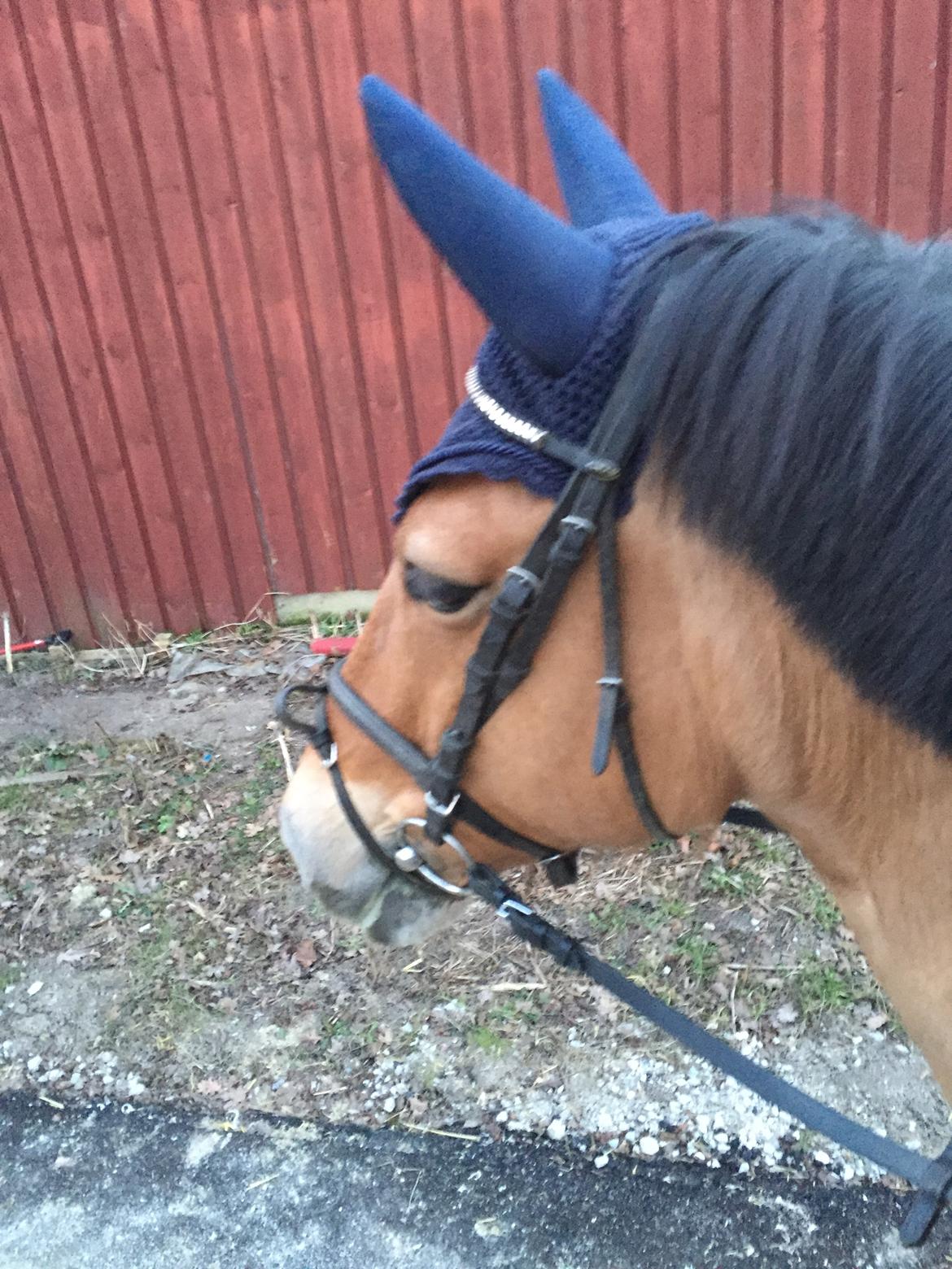 Anden særlig race Cola billede 1