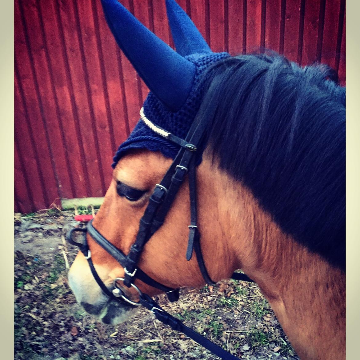 Anden særlig race Cola billede 9