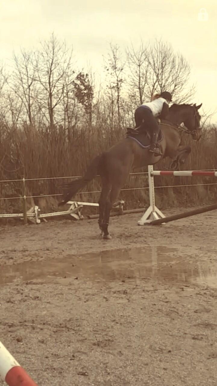 Tysk Oldenburger Tsandro song billede 7