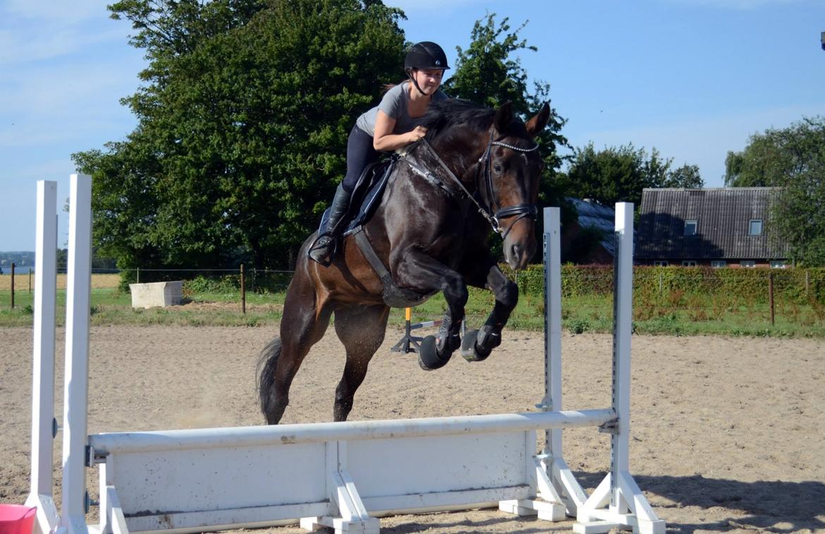 Tysk Oldenburger Tsandro song billede 10