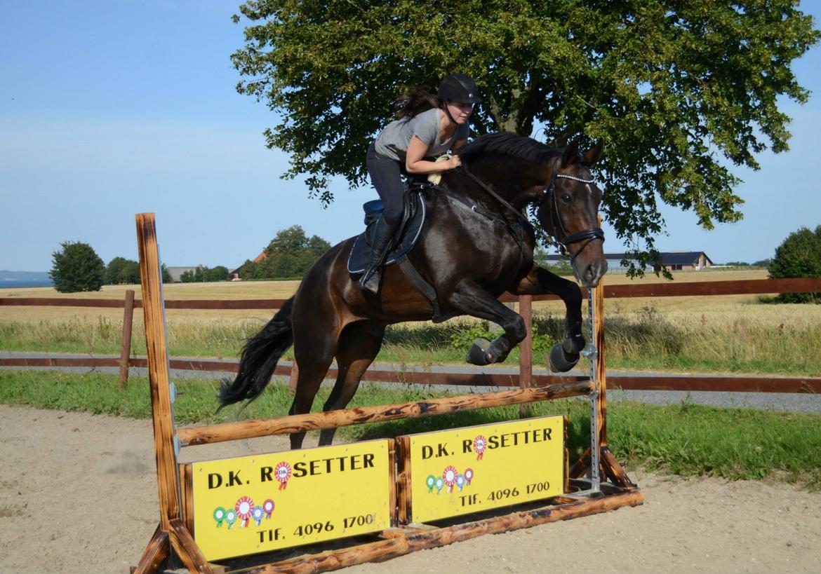 Tysk Oldenburger Tsandro song billede 11