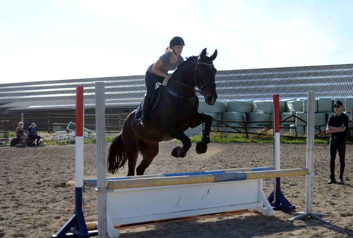 Tysk Oldenburger Tsandro song billede 12