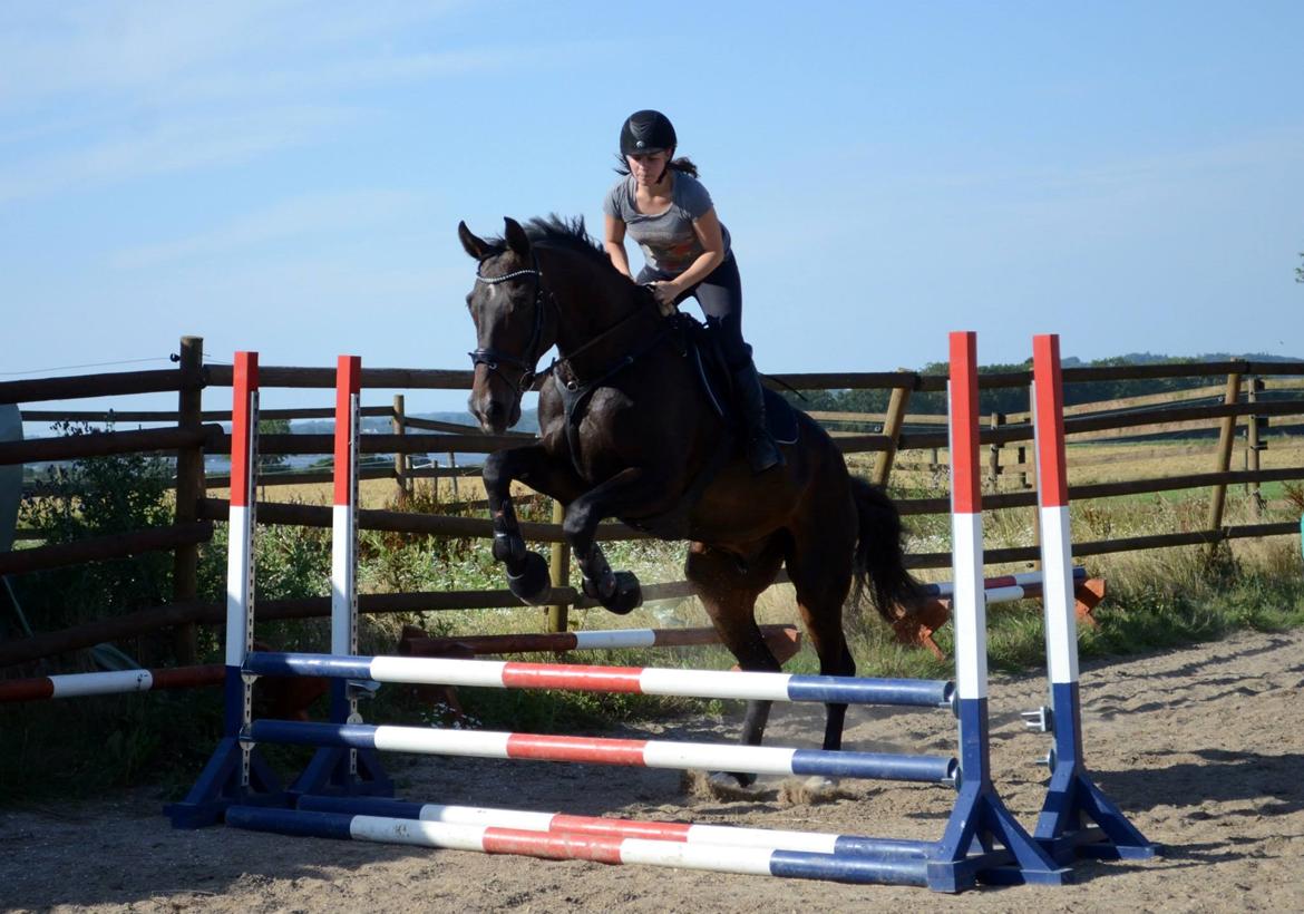 Tysk Oldenburger Tsandro song billede 13