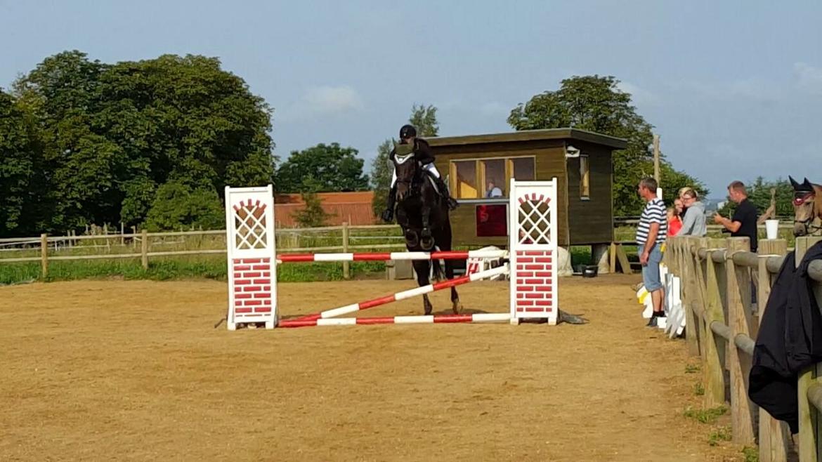 Tysk Oldenburger Tsandro song billede 16