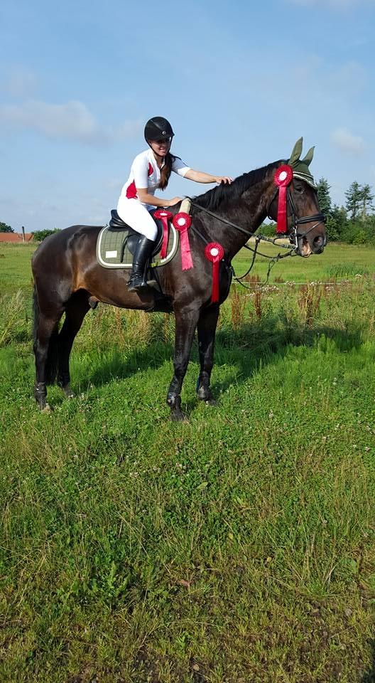 Tysk Oldenburger Tsandro song billede 17