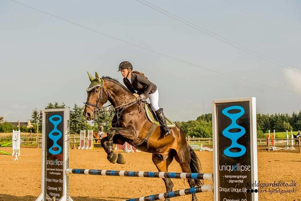 Tysk Oldenburger Tsandro song billede 18