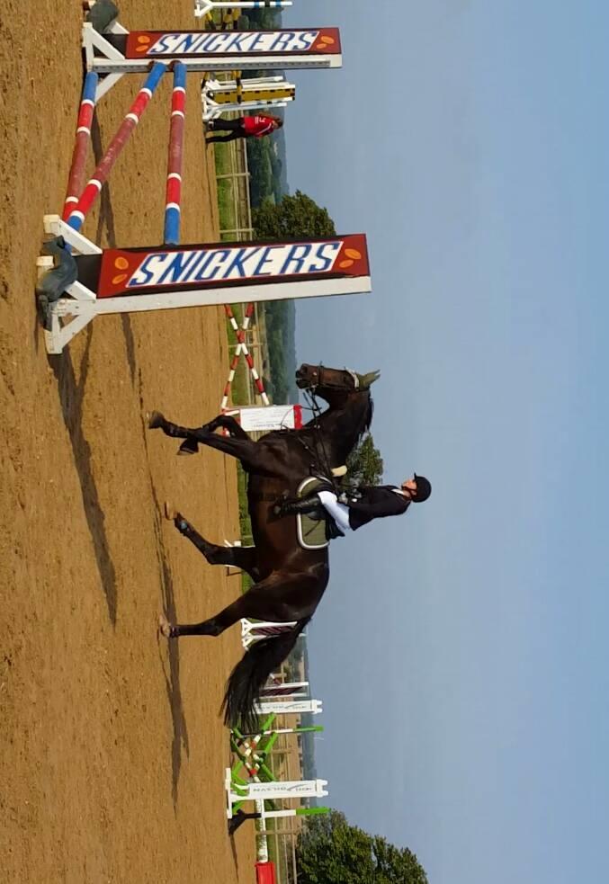 Tysk Oldenburger Tsandro song billede 19