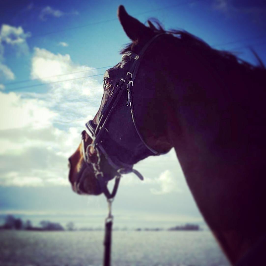 Tysk Oldenburger Tsandro song billede 20