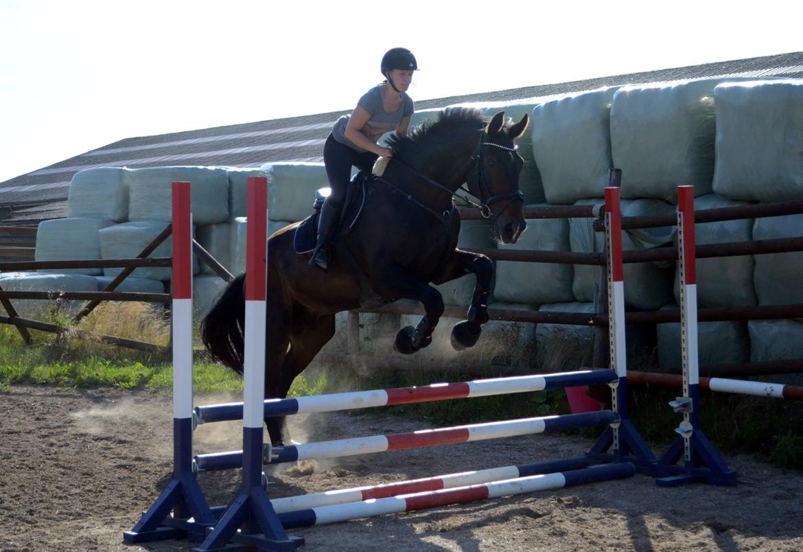 Tysk Oldenburger Tsandro song billede 9