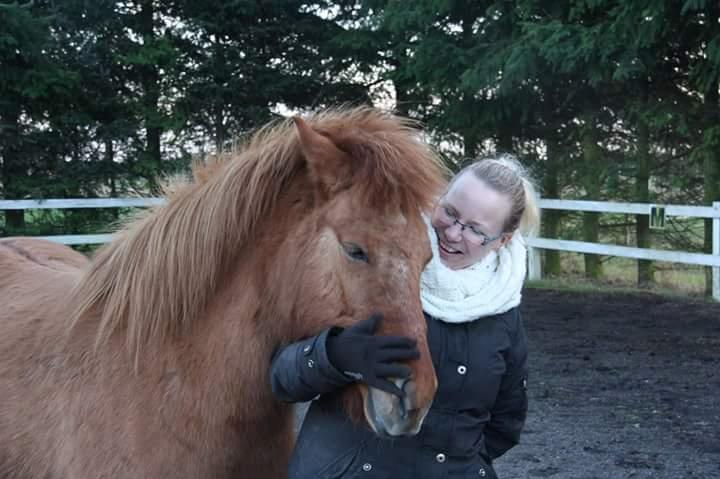 Islænder Geisa fra Corda billede 13