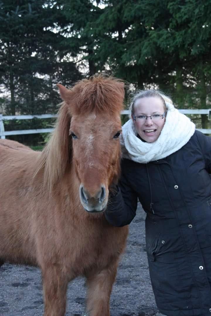 Islænder Geisa fra Corda billede 14